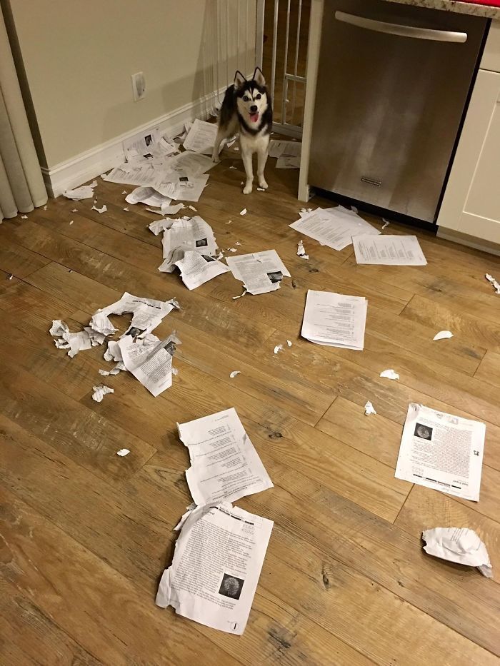 Пес съел часть бумаг.