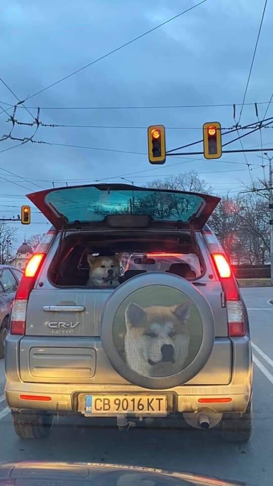 Пес подорожує з особистим водієм