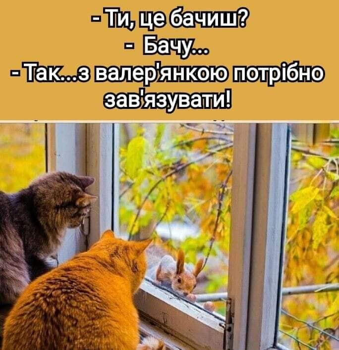 Мем с котами