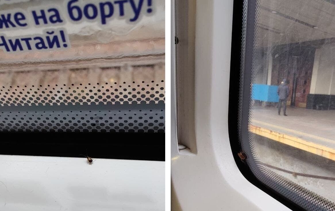 Тараканы в поезде "Интерсити" Киев – Одесса