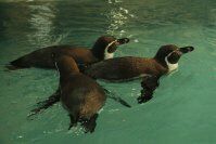 Нещодавно у Харківському зоопарку з'явилися пінгвіни Гумбольдта (перуанські пінгвіни)