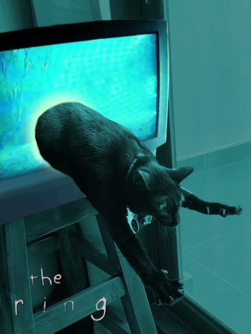 Кот в телевизоре