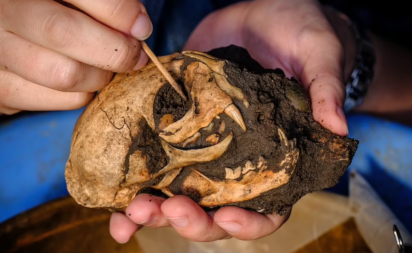Археологи нашли череп домашней кошки.