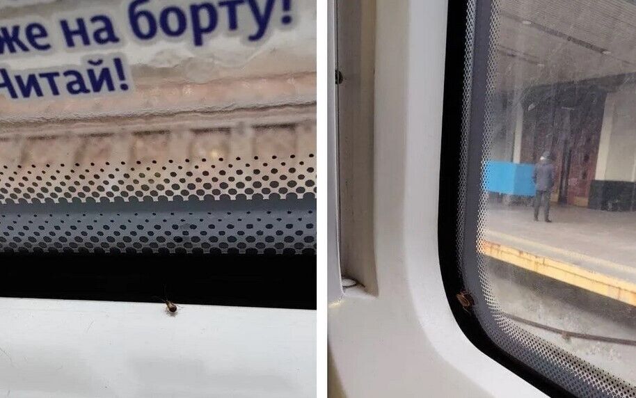 Таргани в потягу "Інтерсіті" Київ – Одеса