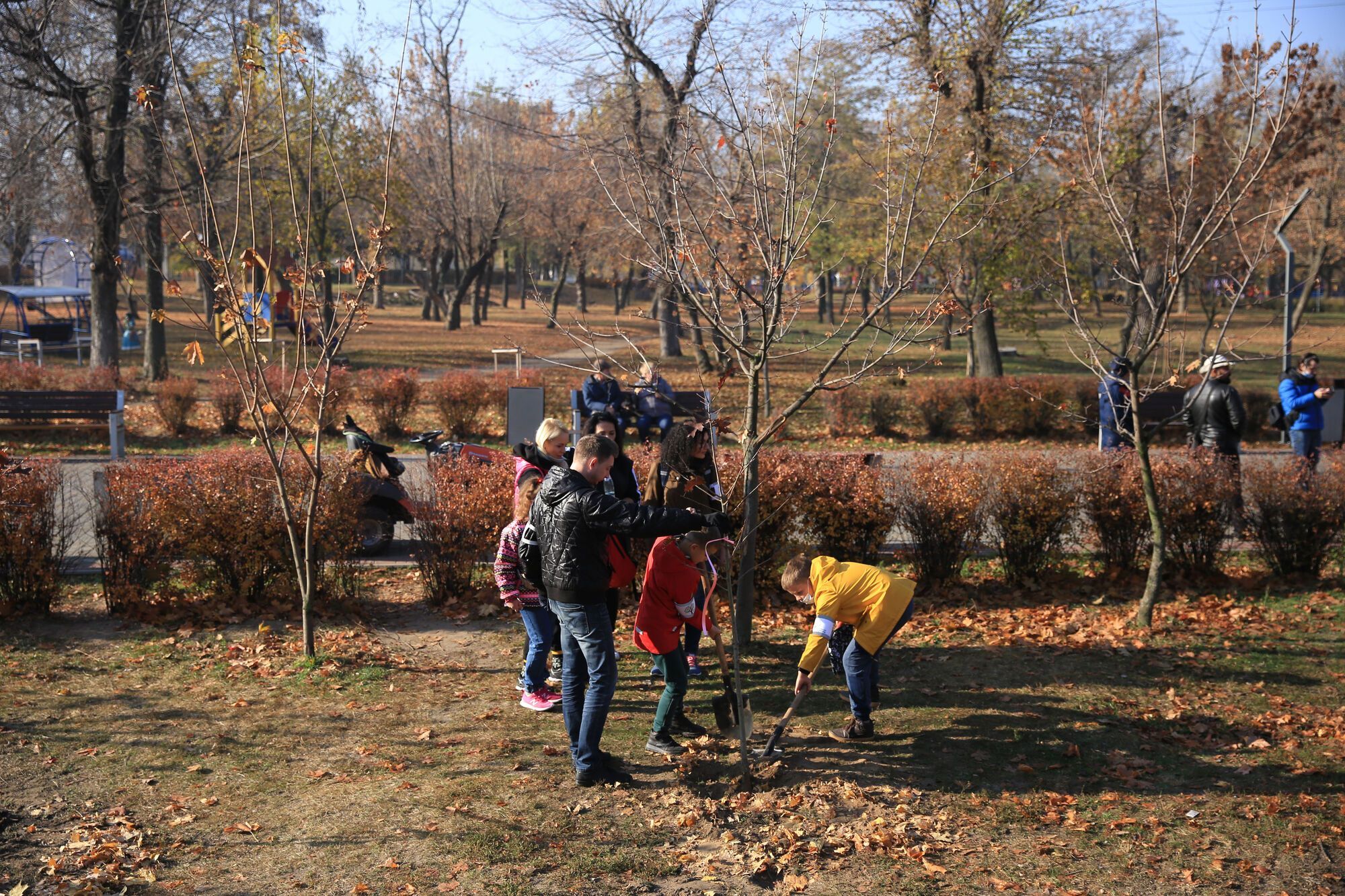 Висадка дерев у парках Дніпра