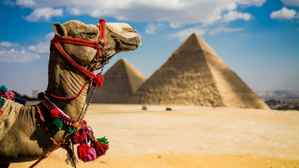 Верблюд у Каїрі.