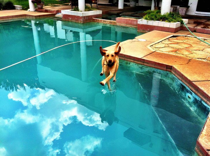 Пес нырнул в бассейн.