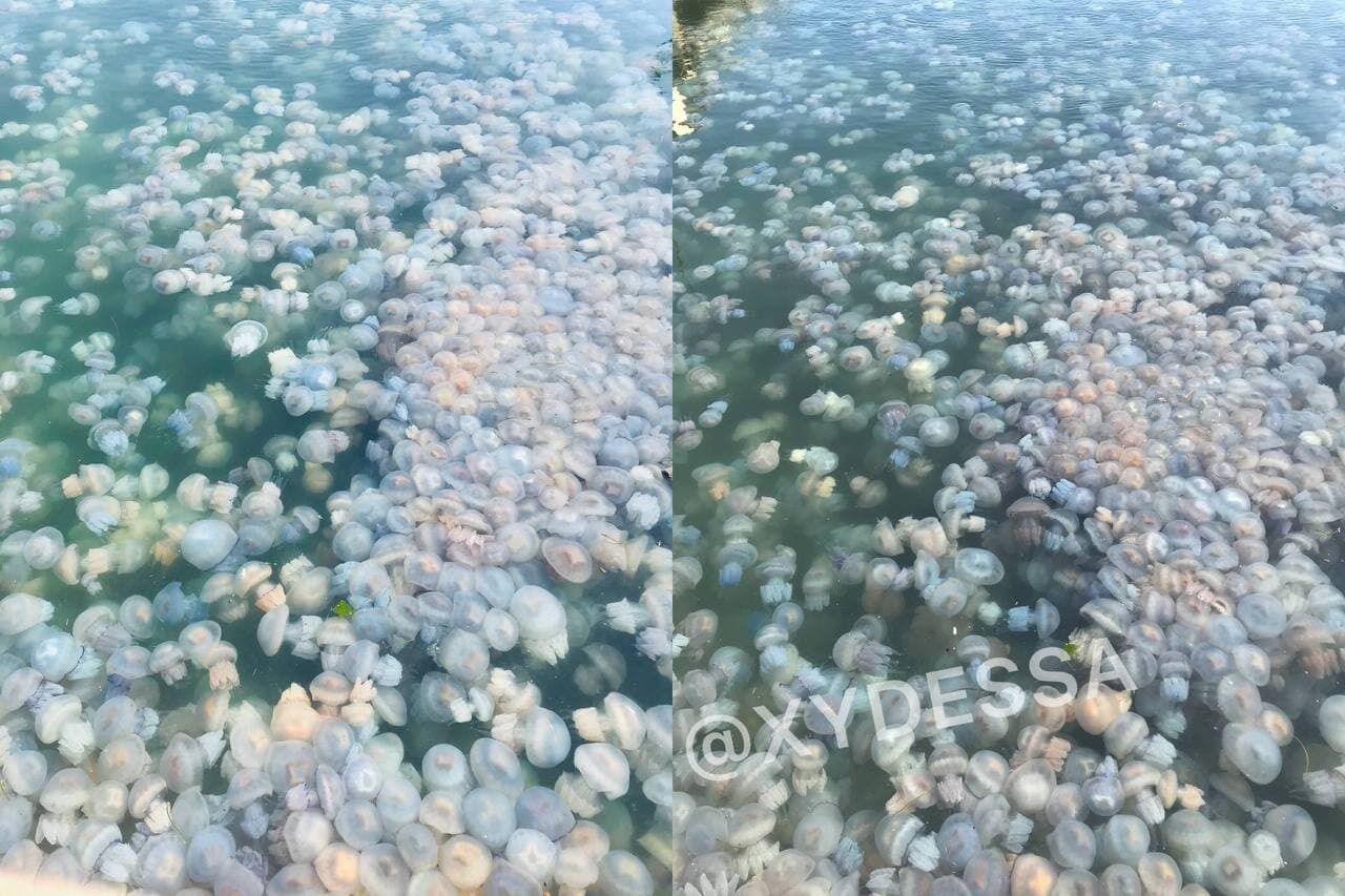 Медуз настолько много, что из-за них почти невозможно рассмотреть самой воды