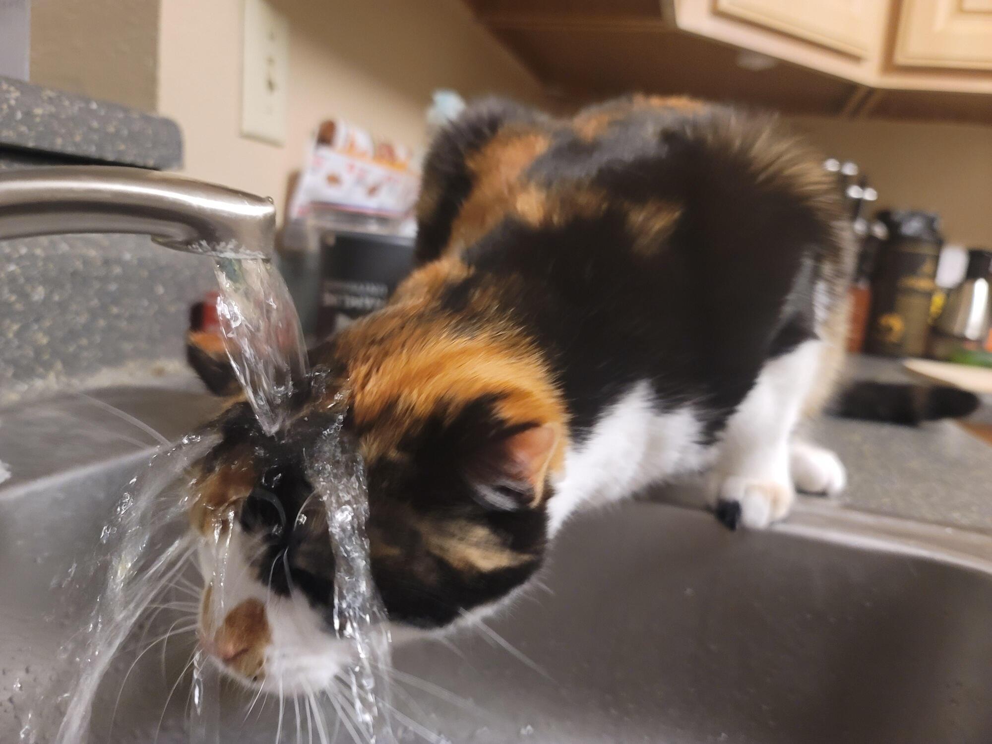 Кішка заважає мити посуд