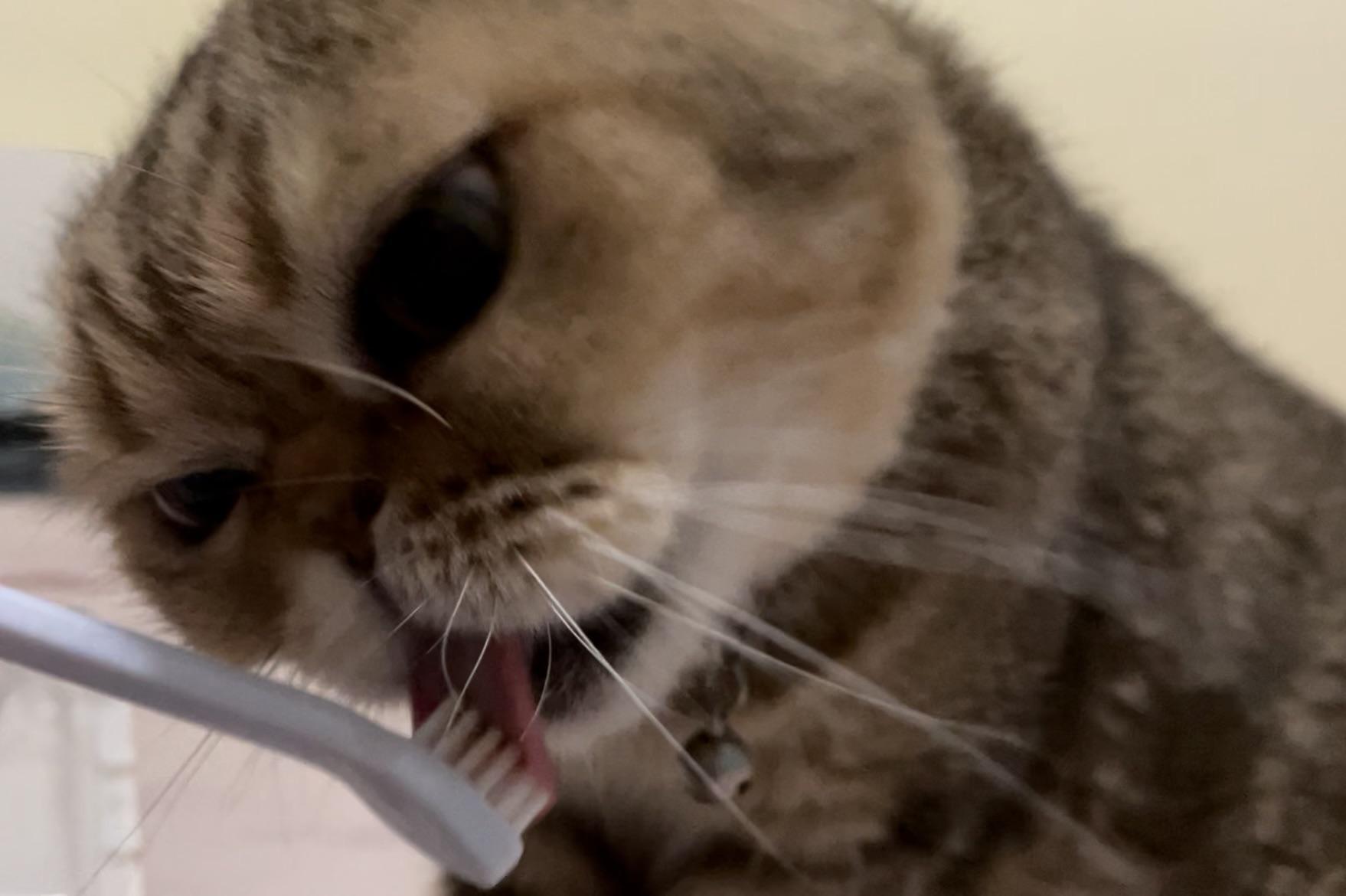 Кішка нападає на зубні щітки в будинку