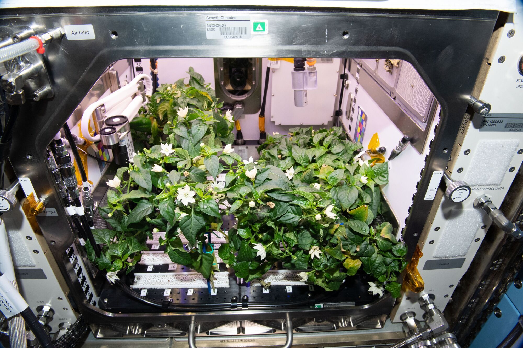 Перец чили цветет на борту МКС