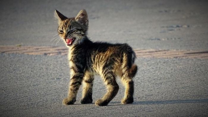 Милый котенок гуляет по улице.