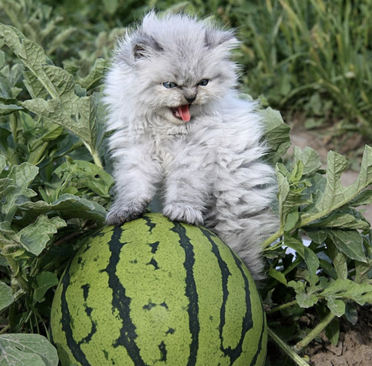 Злий котик на фотосесії на городі