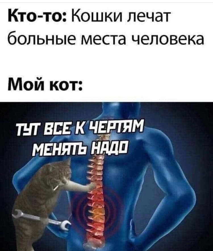 Мем про кішок