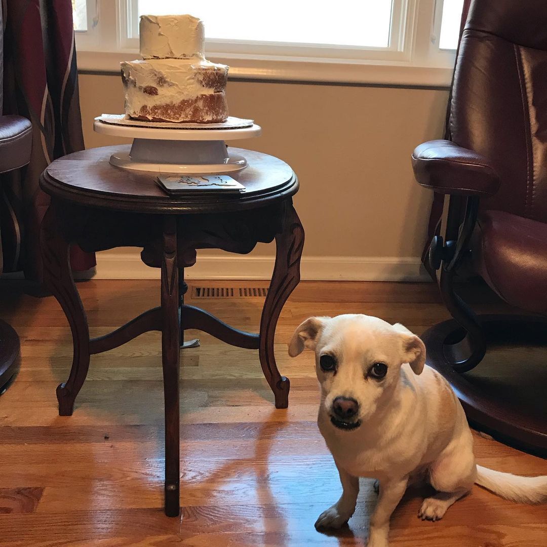Собака погриз торт