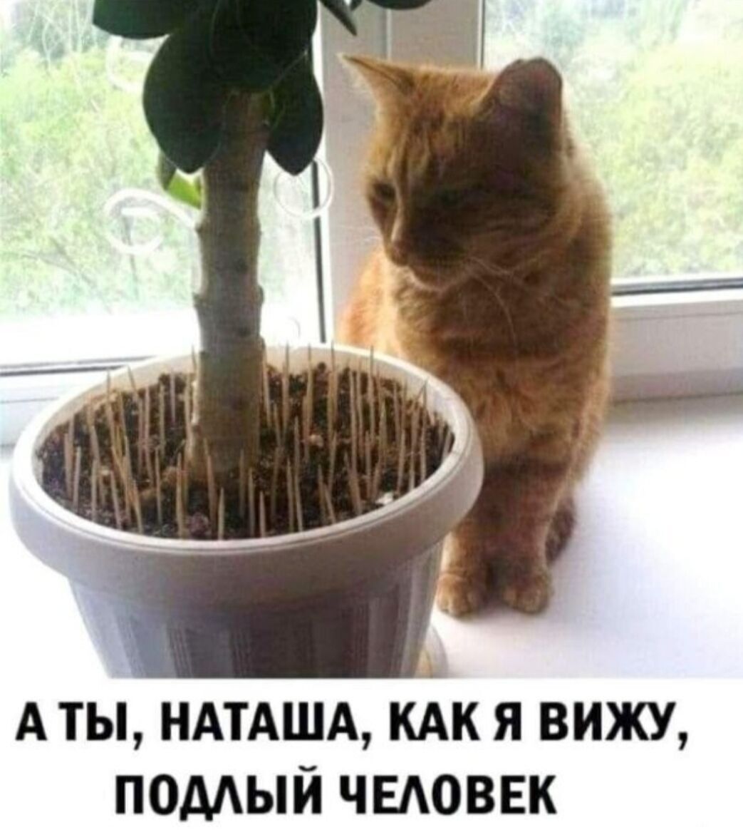 Мем із котом