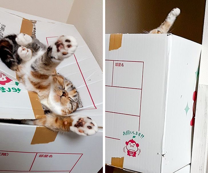 Кіт у коробці