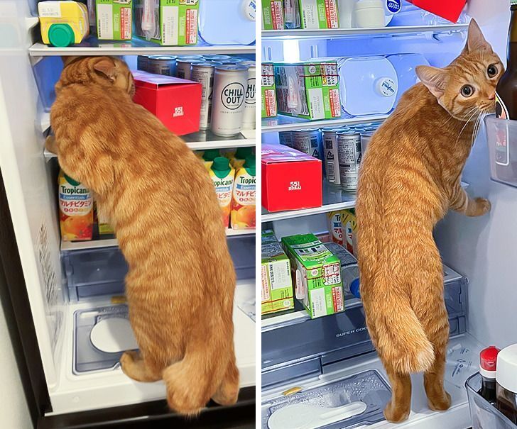 Кот ворует из холодильника