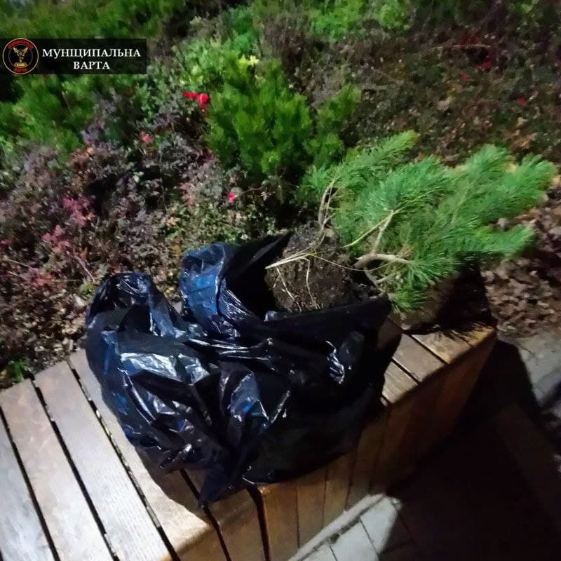 В пакетах у женщина обнаружили растения с клумб.