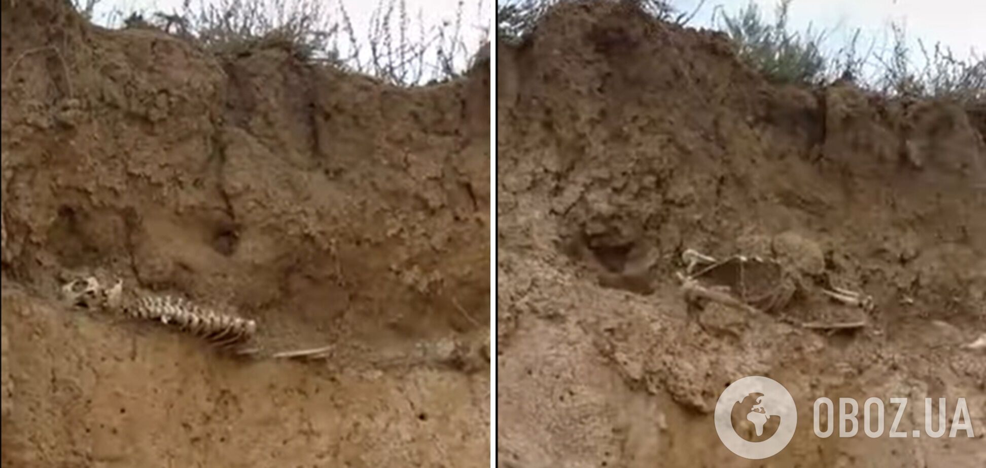 У селі Окунівка знайшли скелети