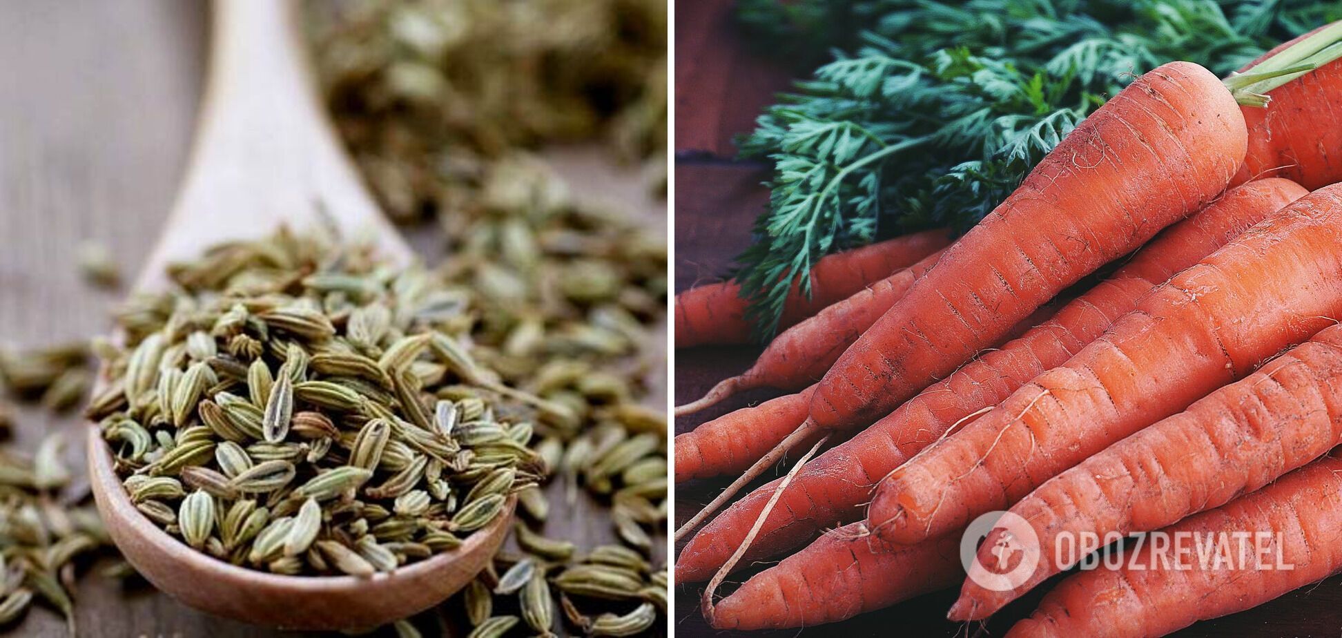 Інгредієнти для квашеної капусти – аніс та морква