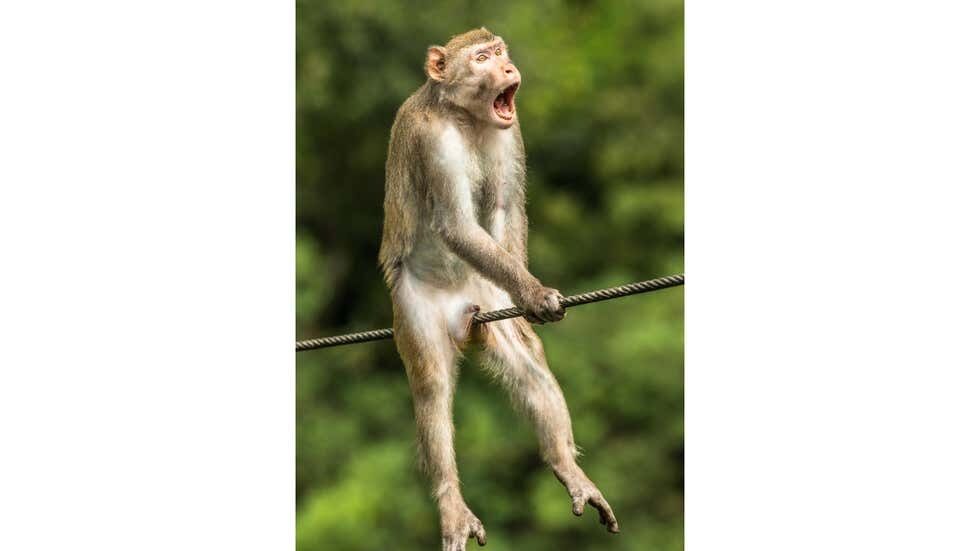 Фотография обезьяны, которая выиграла в конкурсе.