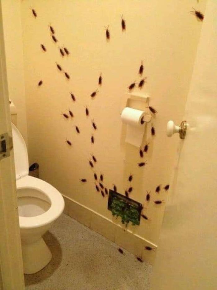 Тараканы ползают по стене.