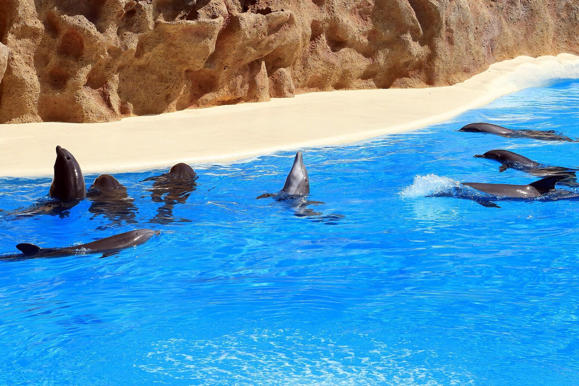 Аквапарки пропонують шоу з дельфінами.
