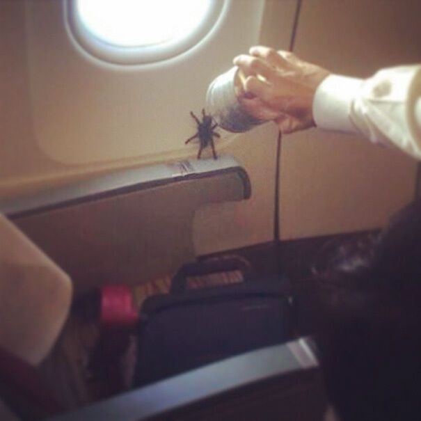 В самолете ползал огромный паук.