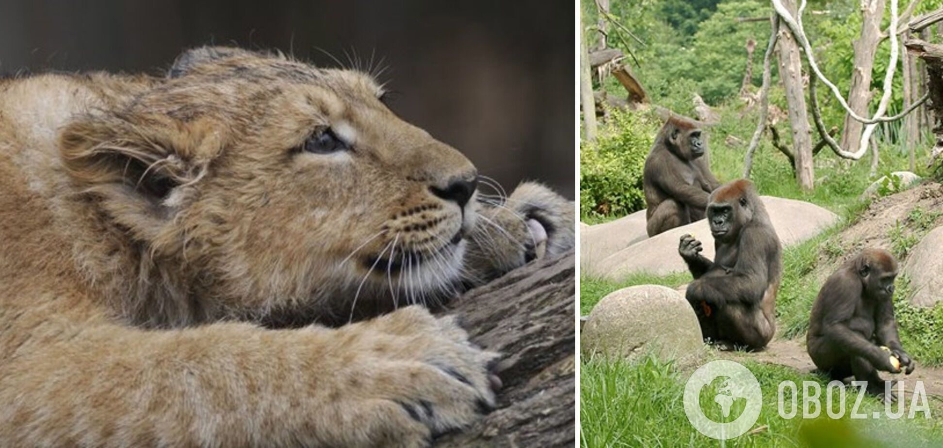 COVID-19 вразив п’ятьох левів і сімох горил у зоопарку Diergaarde Blijdorp