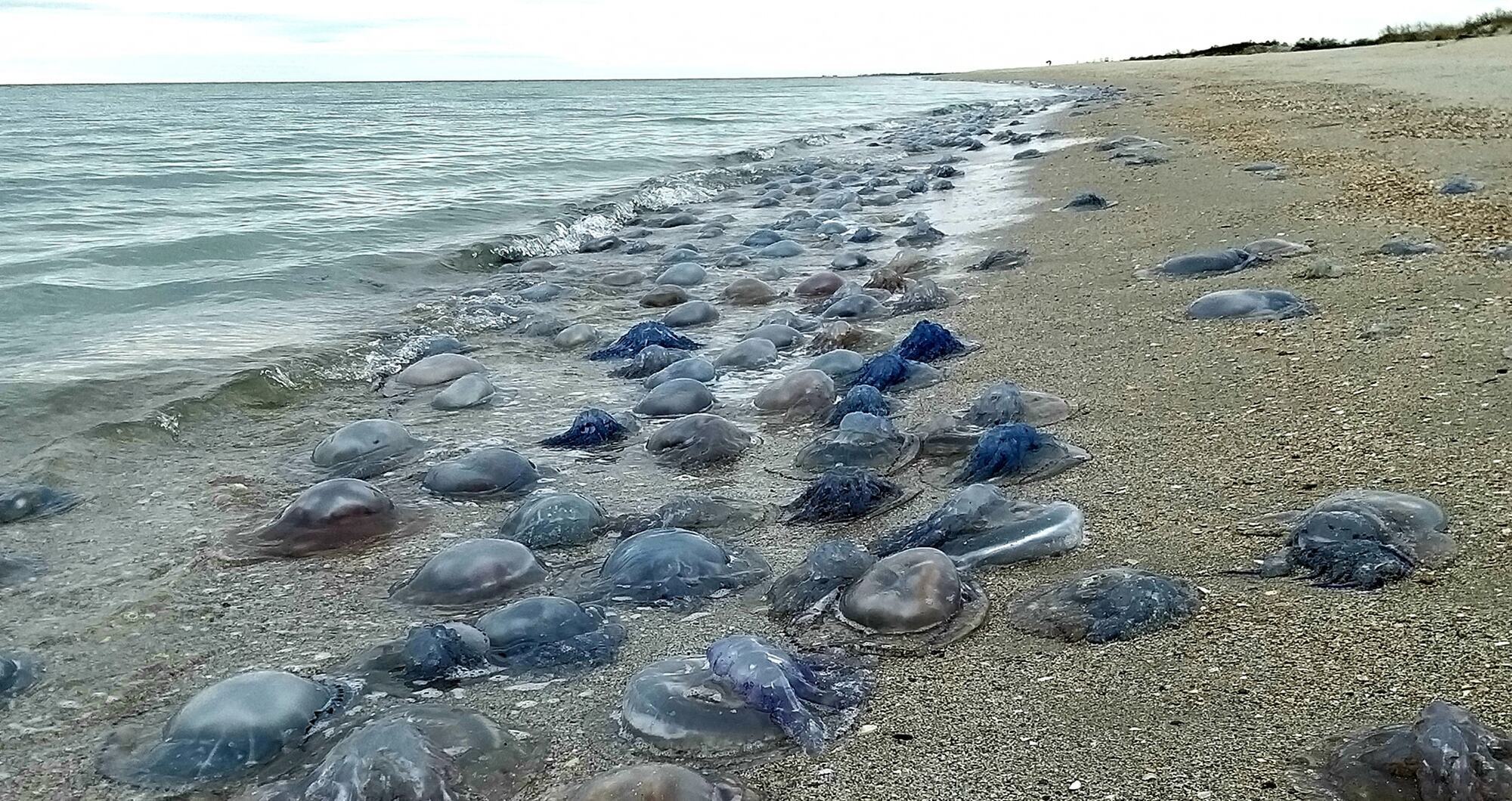 Медузы на побережье Черного моря