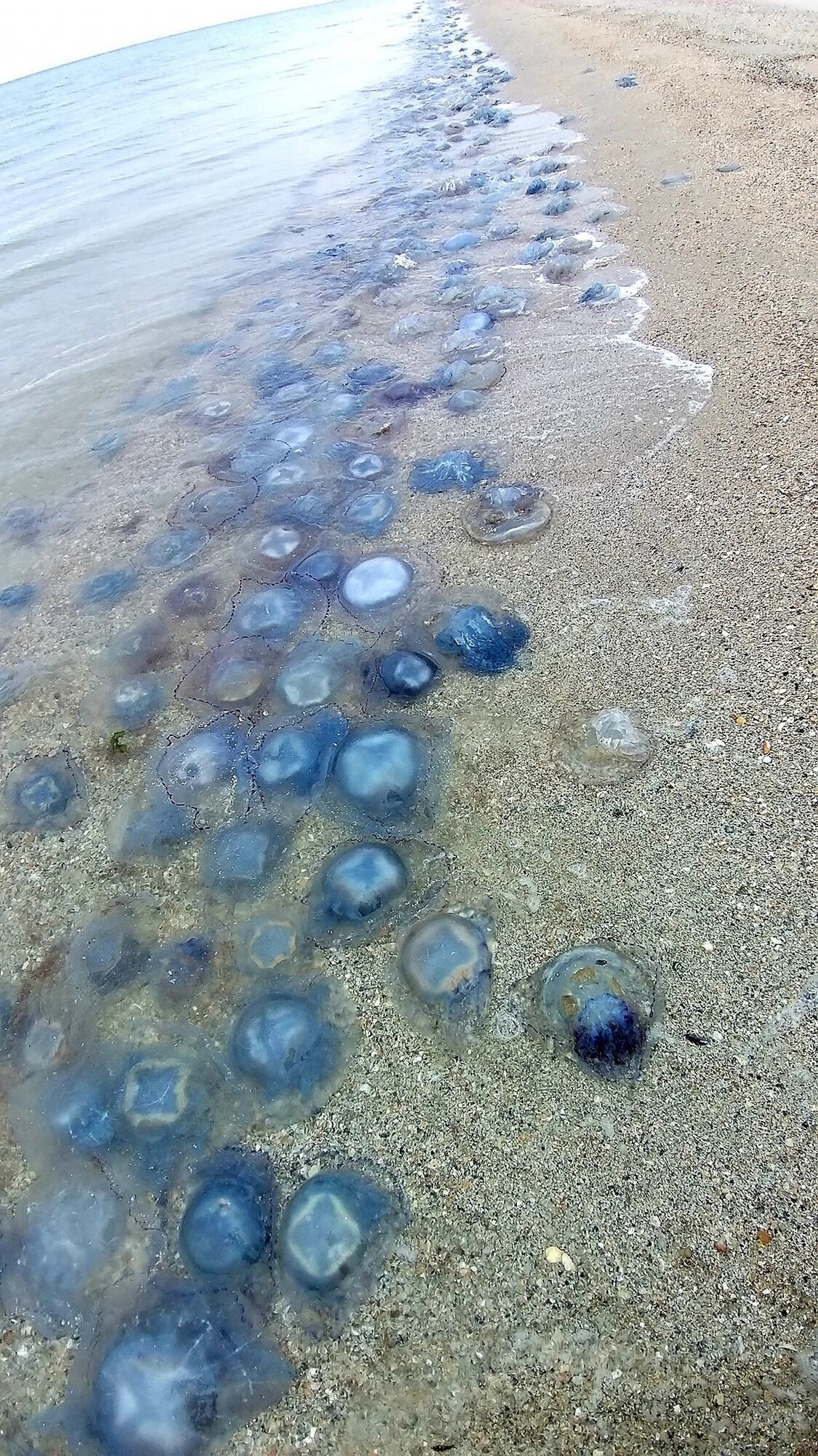 Море винесло на берег величезну кількість медуз