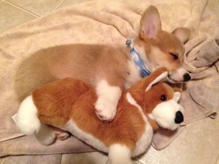 Корги спит со своим другом.