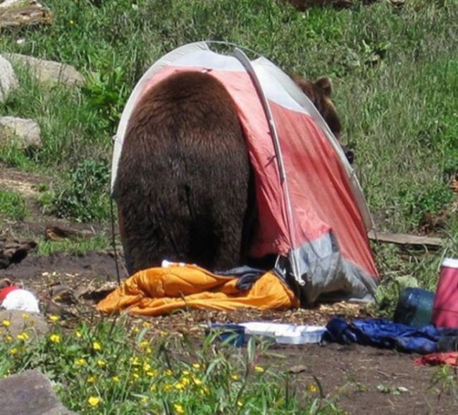 Медведь забрался в палатку.