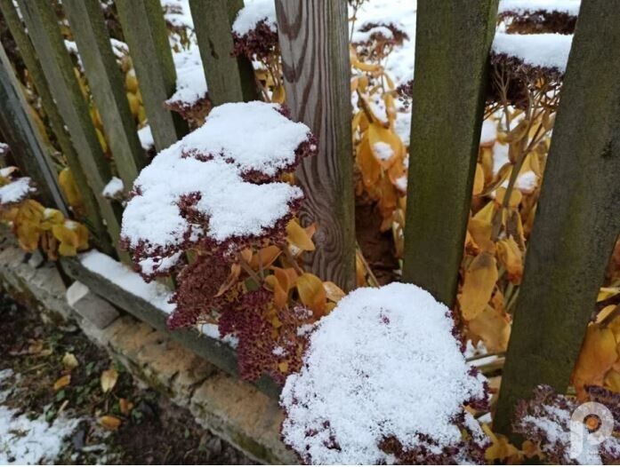 На Рівненщині випав сніг.