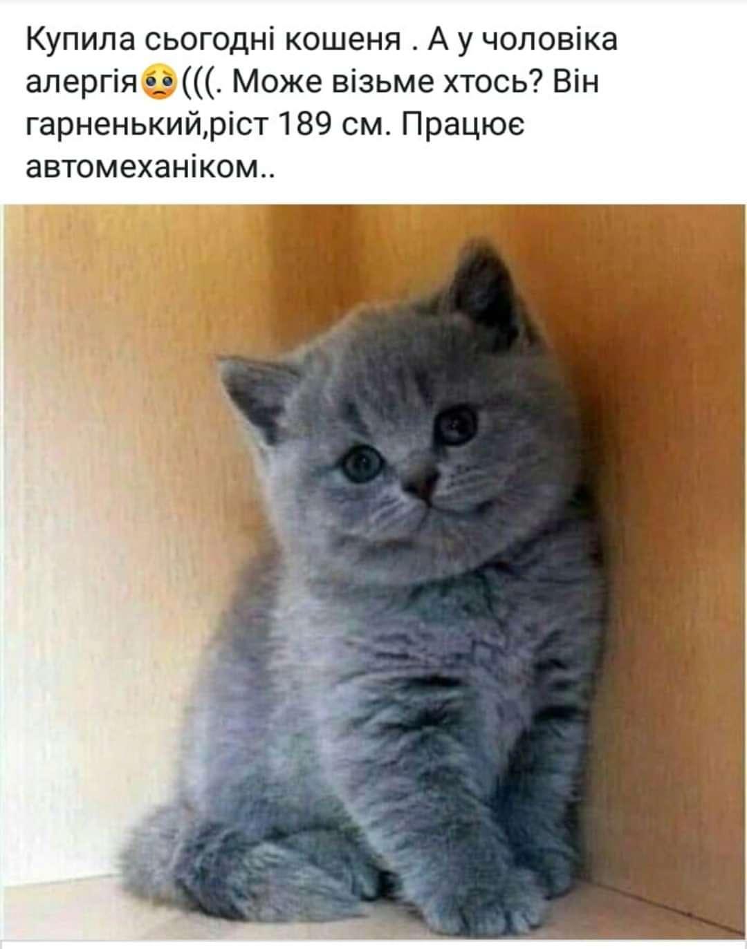 Анекдот про кота