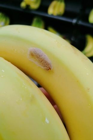 Кокон отруйного павука на бананах.