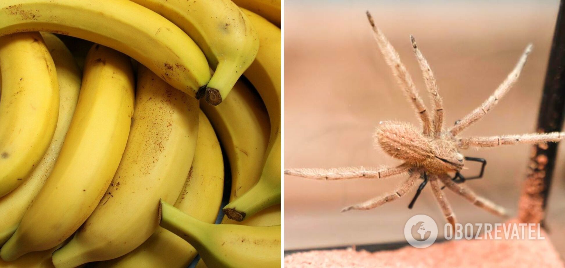 Банановий павук.