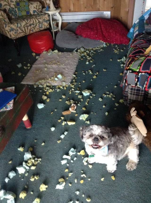 Пес добрячке хазяйнував у будинку