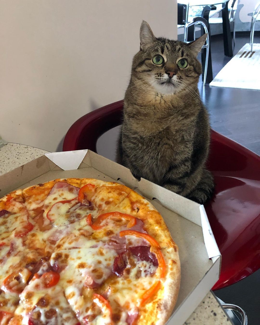 Первый снимок кота Степана с пиццей.