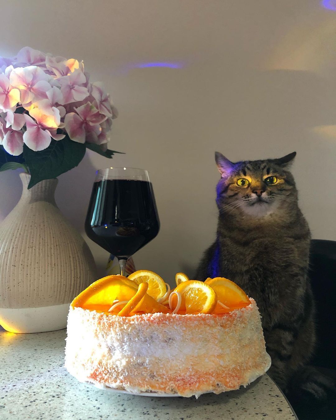 Кот Степан с тортом.