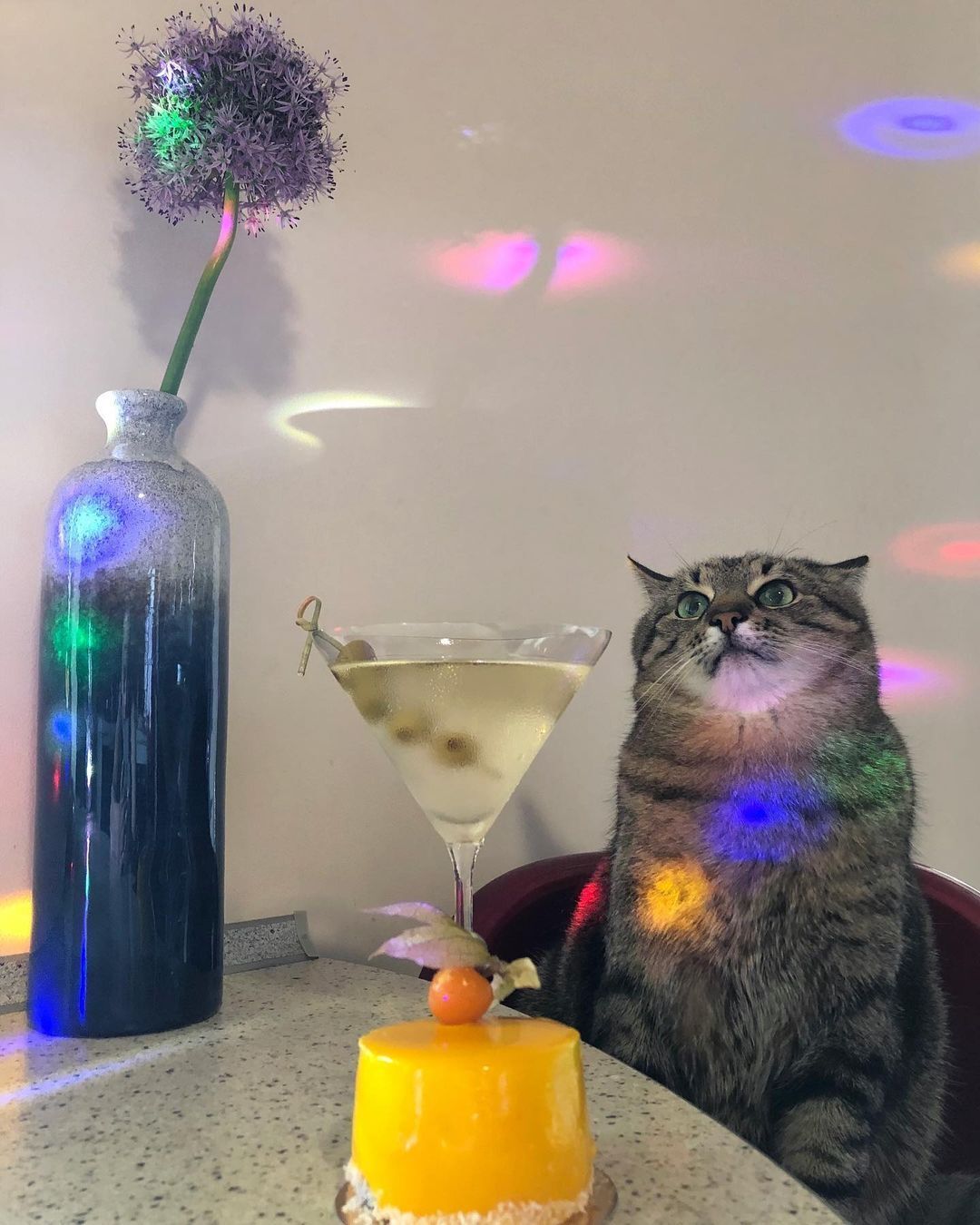 Кот Степан с коктейлем.