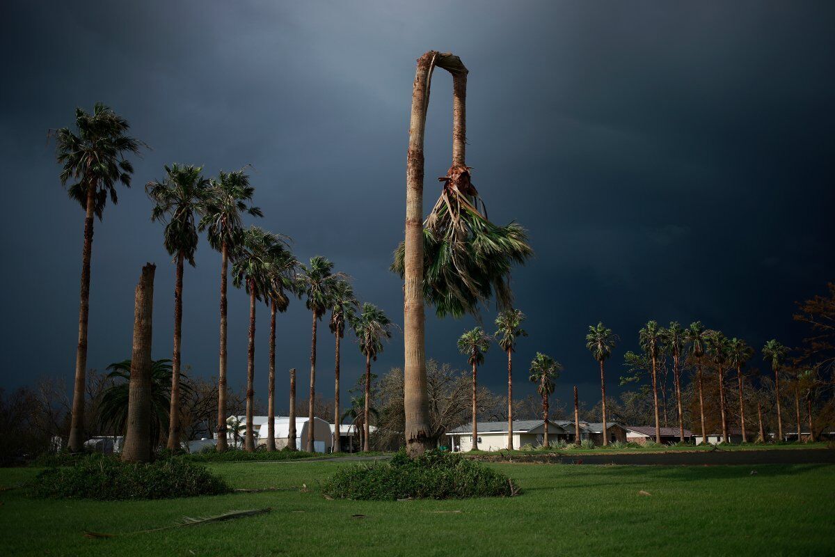 Поврежденная ураганом пальма