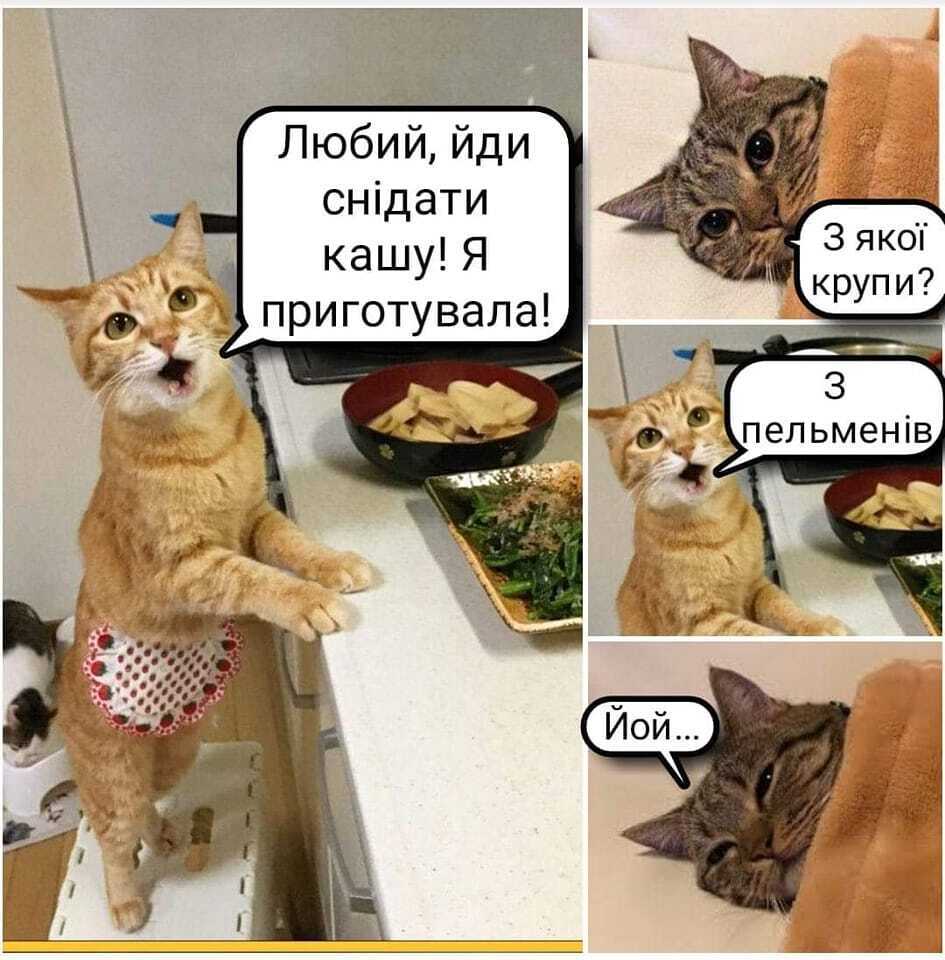Мем із котами