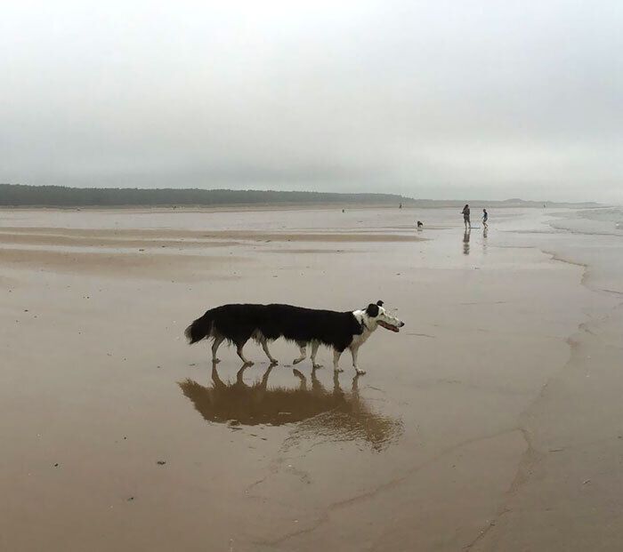 Пес бегает на пляже.