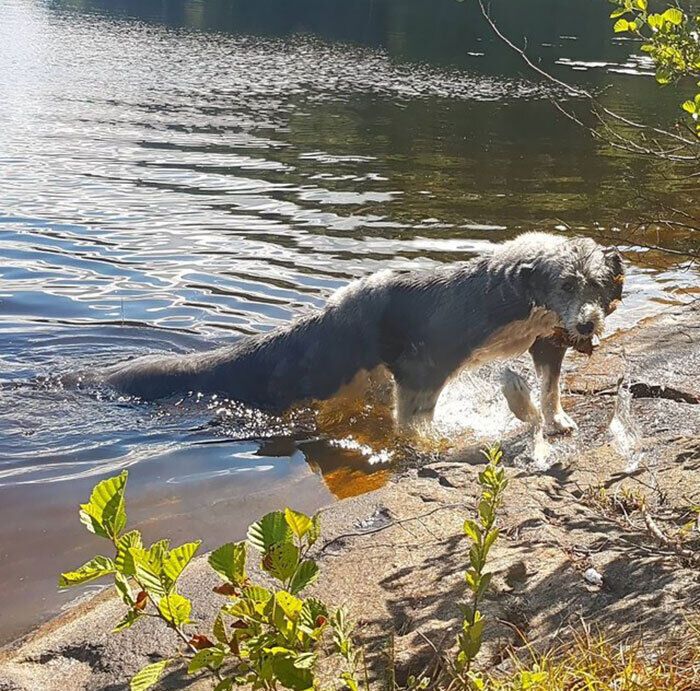 Пес вилазить з водойми