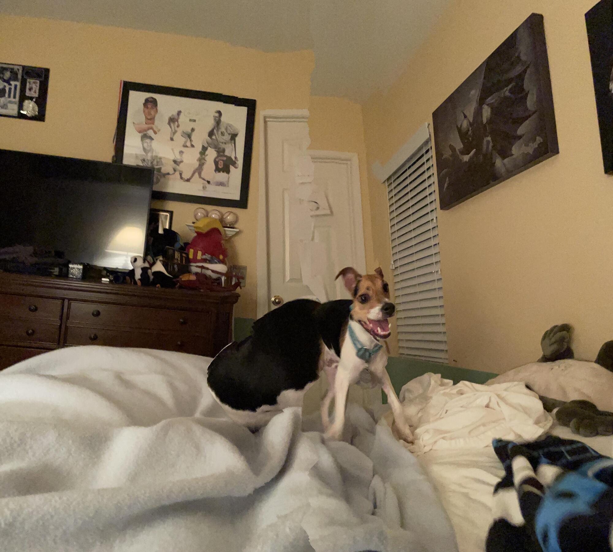 Пес прыгает на кровати.