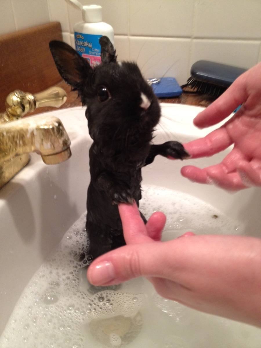 Кролик принимает ванну