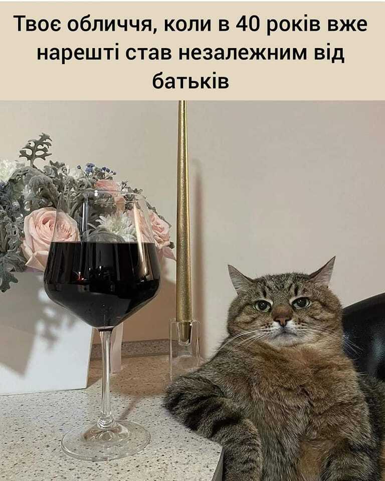 Кіт Степан, який став всесвітнім мемом