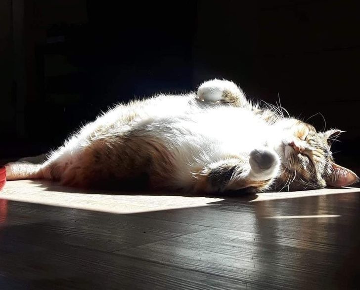 Кот греется на солнышке.